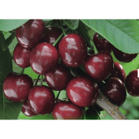 Черевишня Фесанна