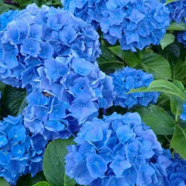 Комплект 5шт / Гортензия Blue Wonder (крупнолистная) - яркие цветы для вашего сада Комплект 5шт / Гортензия Blue Wonder (крупнолистная) - яркие цветы для вашего сада