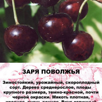 Вишня Заря поволжья